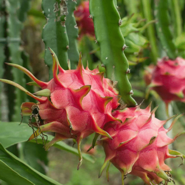 Dragon Fruit