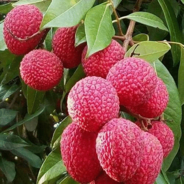 Shahi Litchi