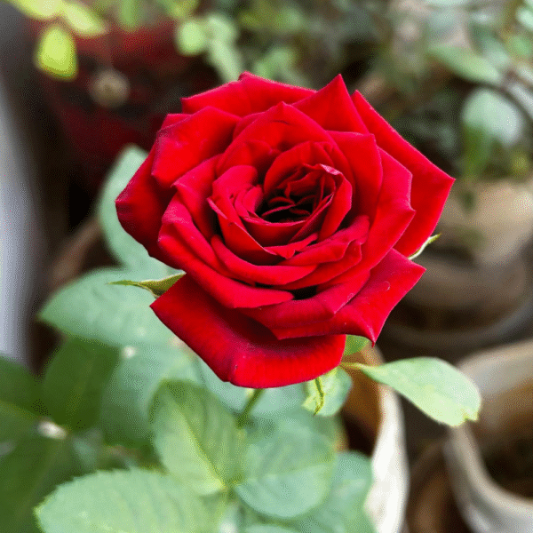 English Rose