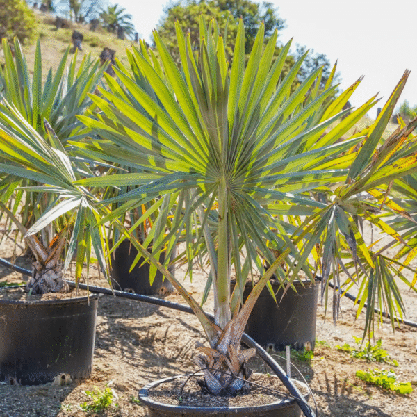 Bismarckia Palm