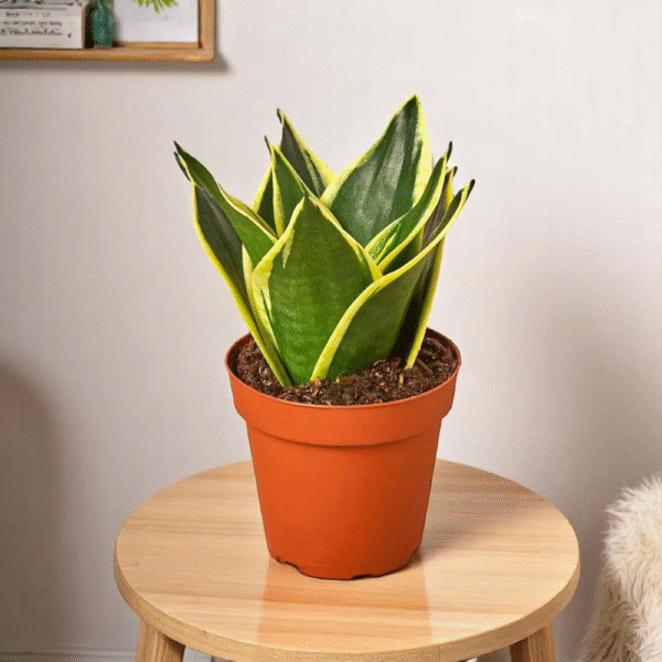 Sansevieria (Snake Plant)