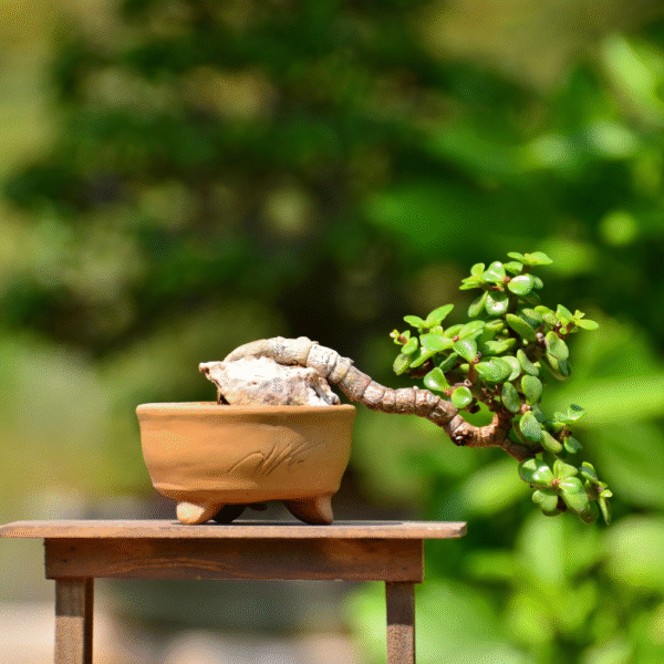 Cascade Shape Jade Bonsai