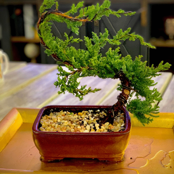 Windswept Bonsai
