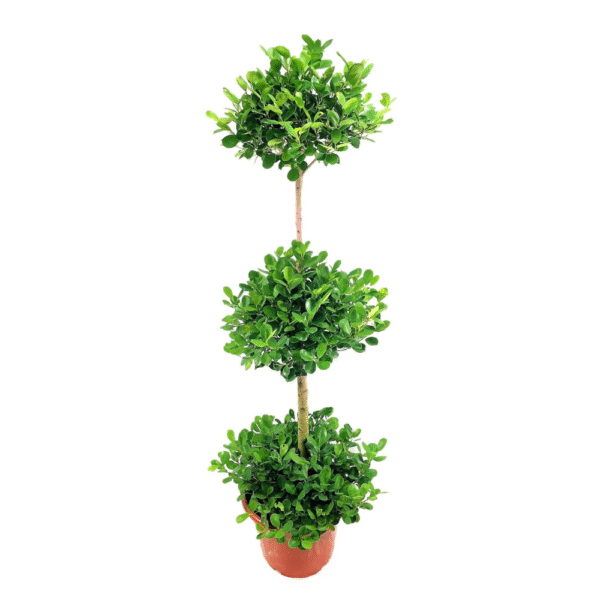 3 Layer Ficus Plant